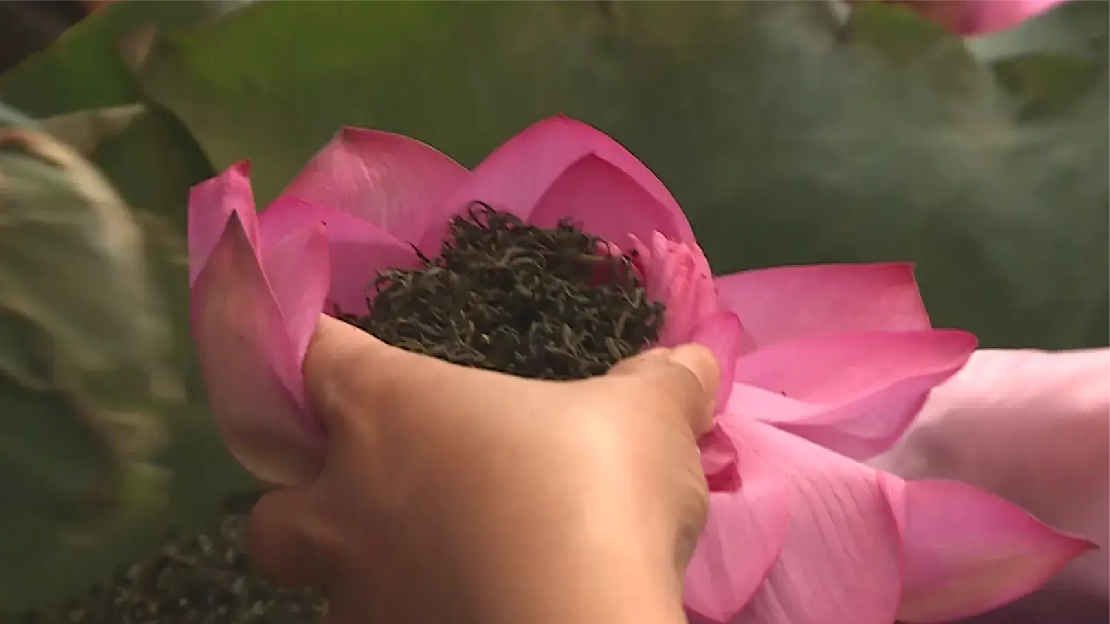 Chè sen Hiền Xiên | Mỗi xã một sản phẩm | 21/07/2025